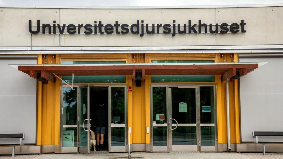 Universitetsdjursjukhuset i Uppsala.
