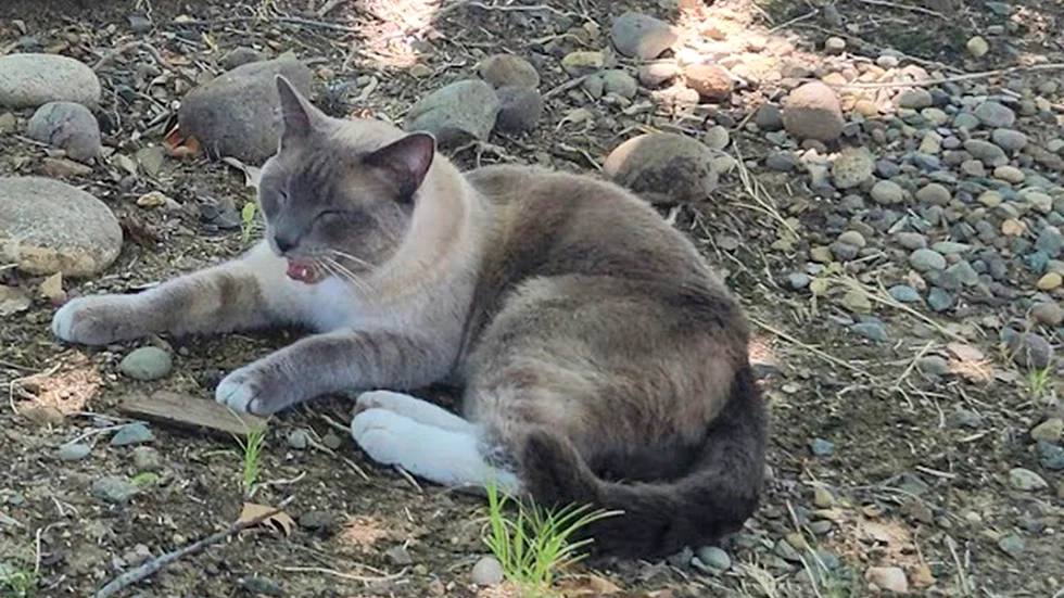 Katten Rayne Beau försvann i en av USA:s största nationalparker och hittades sedan nästan 150 mil bort.