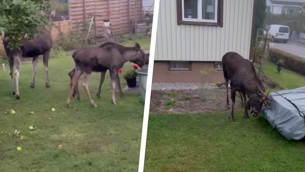 En hel älgfamilj bestående av tjur, ko och två kalvar, kamperar numera på Muningatan i Eskilstuna.