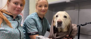 Följ med på hundspa – se Cocos bli julfin