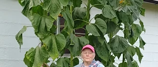 Läsarbild: Gigantisk solros i Alviksträsk