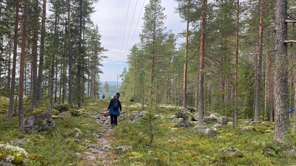 Svampplockare på Gruvberget i Boden.