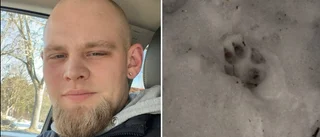 Oväntat möte: De såg varg under promenad i Örsundsbro