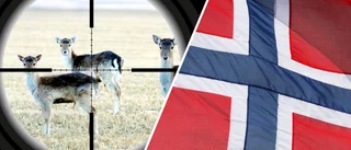 Böter för skjutglada norrmän – efter Katrineholmsjakt 