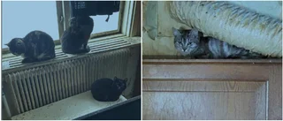 Kvinna med 30 katter i bostaden åtalas för djurplågeri