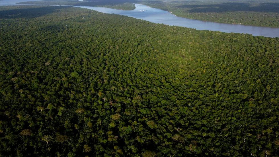 Skövling av regnskog för att göra plats åt plantager är en sak som skulle kunna omfattas av en ekocid-lag. Arkivbild.
