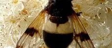 Insekten är en fönsterblomfluga inte en humleblomfluga