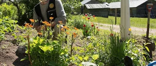 Renoverade trädgårdar dragplåster i Gallejaur