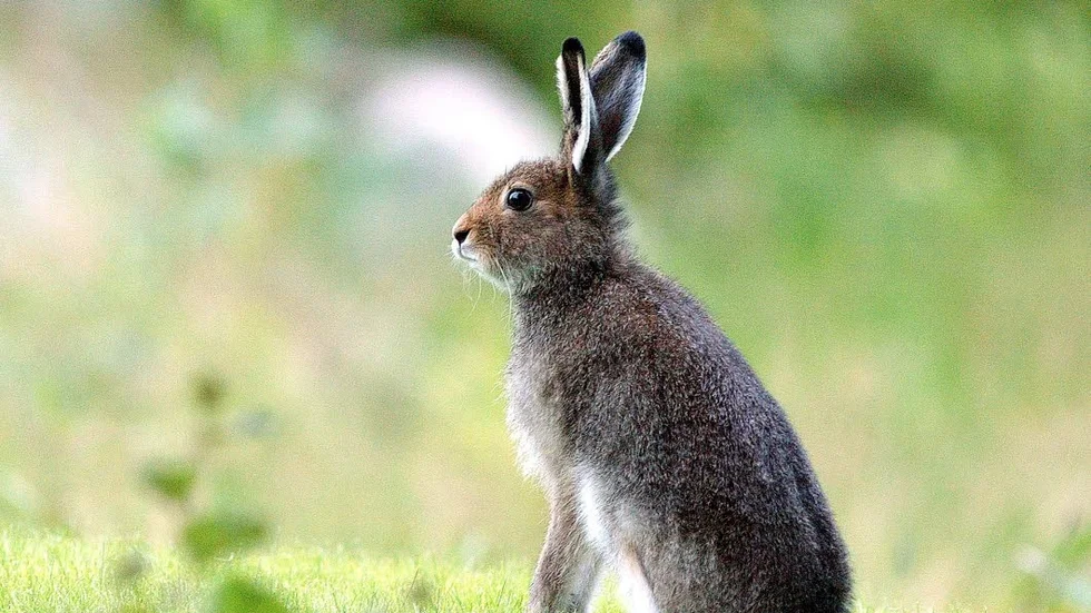 Det är 18 personer som drabbats av harpest i länet. (Arkivbild)
