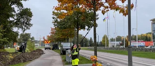 Hälsokontroll och beskärning av Strängnäs träd – inte bara snygga: "Jätteviktiga i stadsmiljö" 