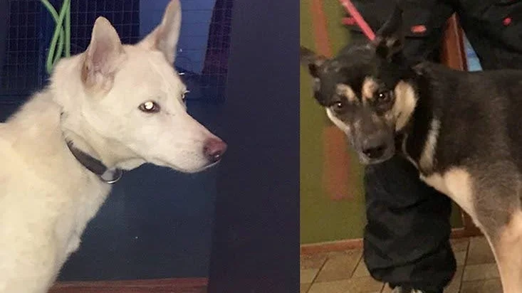 För andra gången på en månad söker länsstyrelsen nya ägare till omhändertagna hundar. Det handlar om 24 hundar av Alaskan husky-typ.
