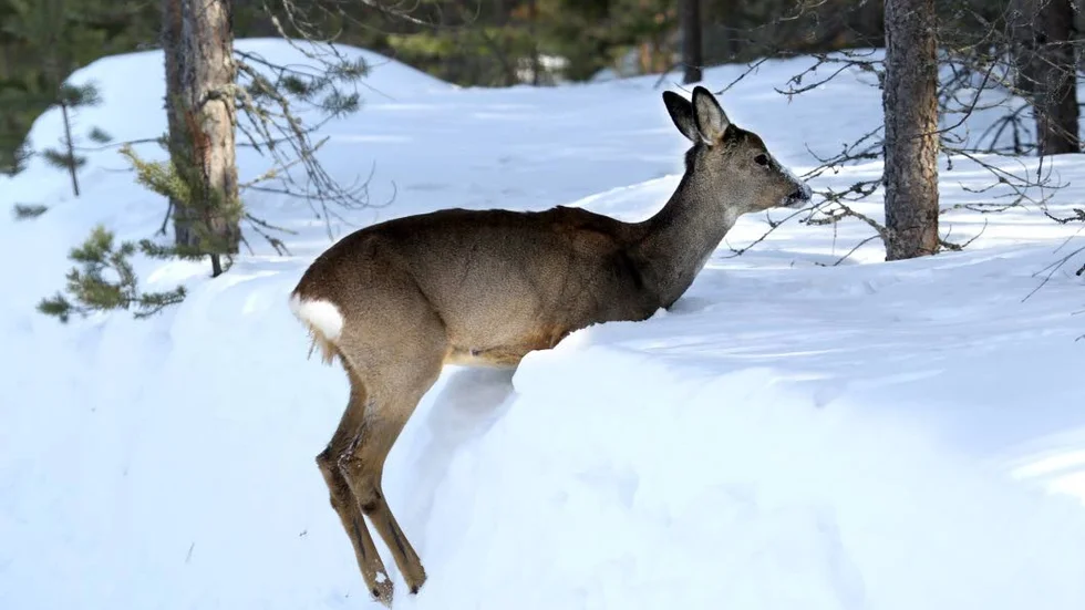 Olyckor där rådjur är inblandade har ökat med nästan det dubbla på fem år i Norrbotten. (Arkivbild)