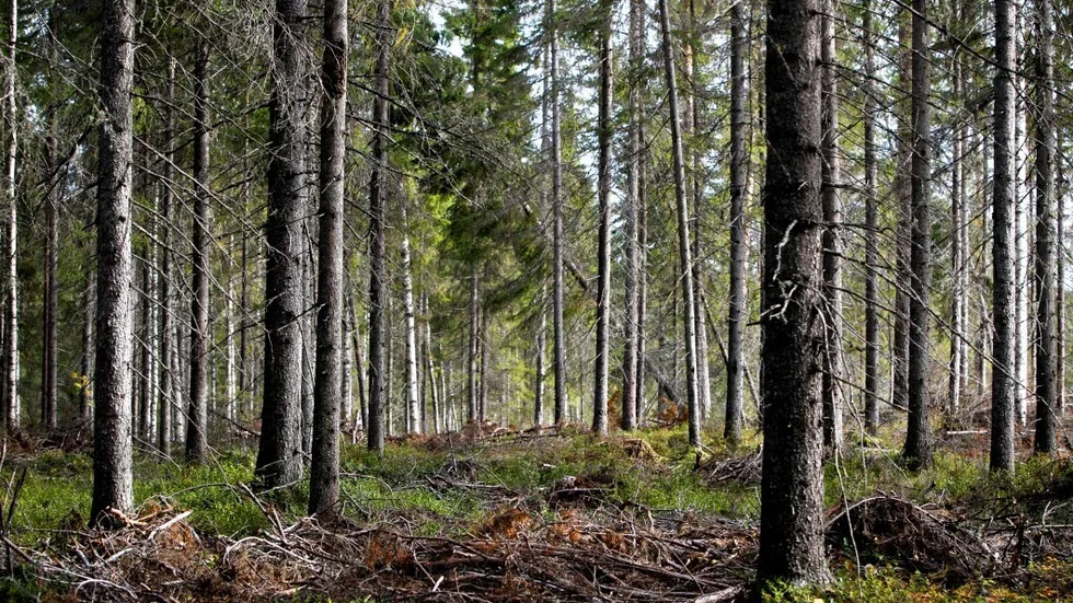 Skogen och skogsnäringen är oerhört viktiga för framtiden, menar skribenterna i Norra (skogsägarna) i den här debattartikeln. (Arkivbild)