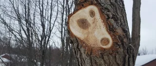 Årets bild – och redan i april!