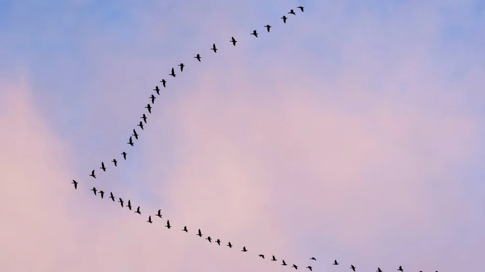 Flyttfåglar. Många fågelskådare har fått en nördstämpel. Men det är viktigt med vaksamma ögon som följer de förändringar som sker i naturen.