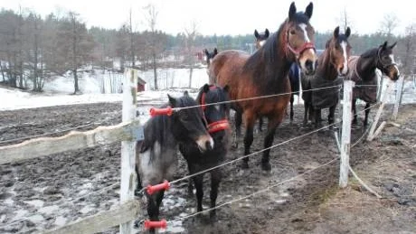 Nu står hästarna i nytt stall och Katerina Heijdenberg och hennes familj hoppas de ska trivas bra. Foto: Lillemor Molin