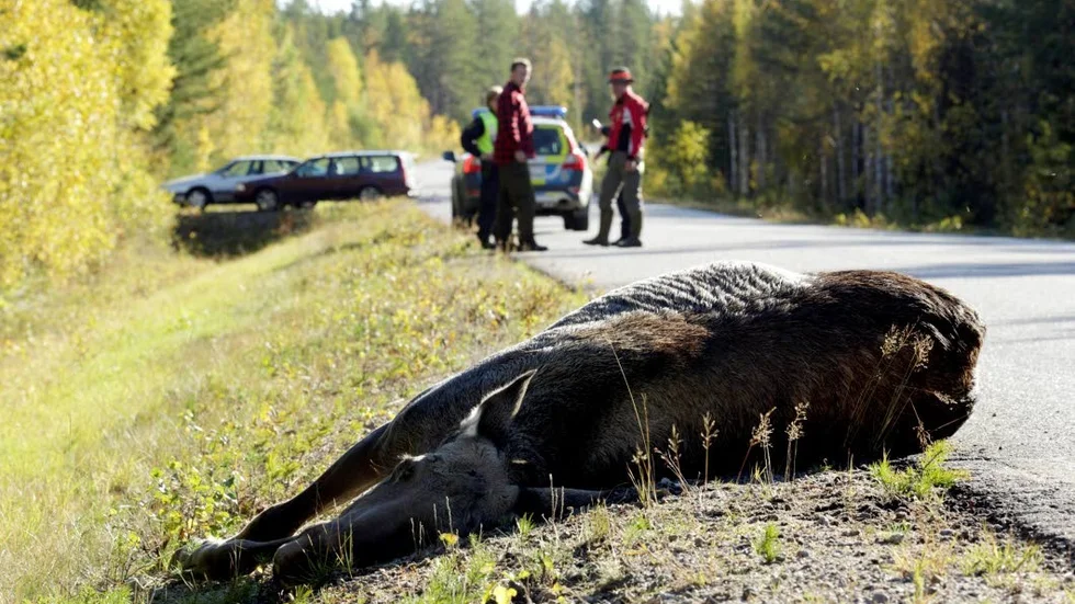 En viltolycka med älg, en av många som sker i landet. men nu ska olyckorna minska.