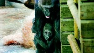 Gorillorna i djurparken turas om att vakta ettåringen Enzo, som idag väger elva kilo och har fjorton tänder. Här är det honan Iris som tar hand om honom. Foto: Niclas Sandberg