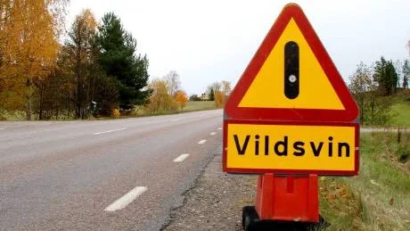 Varning för vildsvin. På vägen mellan Vistingekorset och Rejmyre finns denna varningsskylt utsatt. Tills i går hade tio olyckor med vildsvin skett i Finspångs kommun i år. Foto: Carolina Nilsson