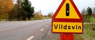 Varning för vildsvin