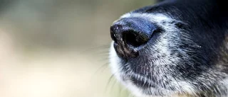 Försökte slå ihjäl hund med sten