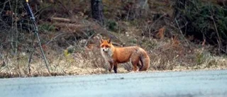 Många rävar skjuts av på Vikbolandet