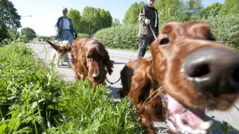 Irländska settrarna Kalle och Viktor är nyfikna under promenaden i Krokek. I bakgrunden husse Lasse Bååv, ordförande i Kolmårdens Hundklubb.