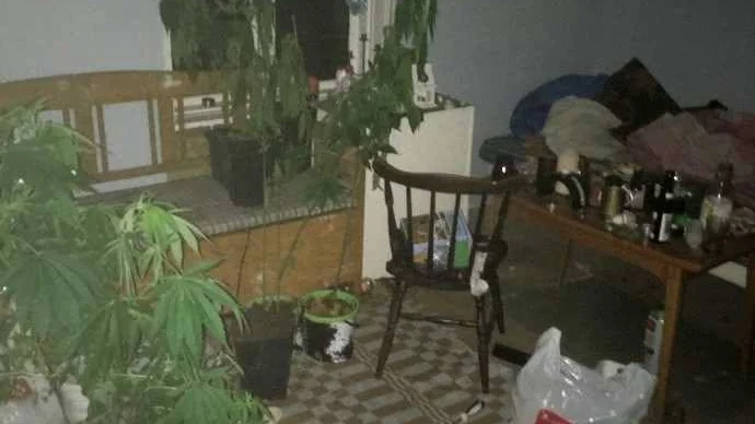 Flera plantor. Bilden är tagen inne i mannens sommarstuga, där cannabisodling förekommit både inne och ute. Det hela avslöjades då polisen fick ett tips.