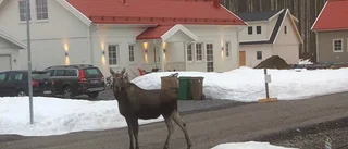 Älgar mitt i bostadsområde