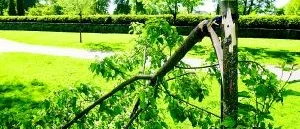 Vandalisering i Folkparken