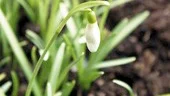 Tuffaste blomman, rätt upp ur snön.
FOTO: ROBERT SVENSSON