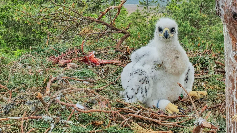 I somras hittades en kungsörnsunge i Komosse naturreservat utanför Ulricehamn.