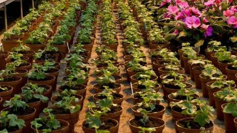 Sådden och planteringen fortgår som vanligt i Rutviks handelsträdgård. Här syns blommor så långt ögat når.FOTO: Kajsa Zita