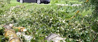 35 popplar tas ner vid Vallarondellen