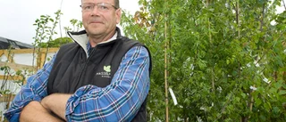 "Björkarna blir fula i sommar"