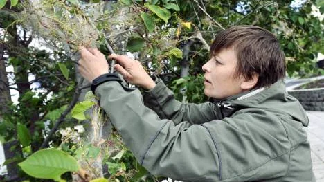 Parkmästaren Sara Svensson tar sig en titt på spökträden. "Jag ser häggspinnmalen som ett gott tecken på att det finns liv och rörelse i vår natur", säger hon.FOTO: Bengt-Åke Persson