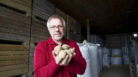 Kristofer Vamling, vd i Plant Science Sweden, fick på torsdagen beskedet att det inte blir någon odling av Amflora i Hushållningssällskapets regi. "Vi har kontakter med andra odlare så visst kommer Amflora att odlas i Norrbotten. Totalt på cirka 30 hektar", säger han. FOTO: Jonas Lindsköld