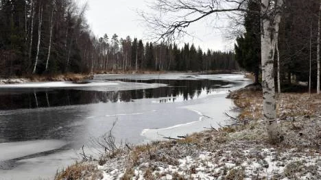 Sangisälven slingrar sig vackert fram mellan träden.