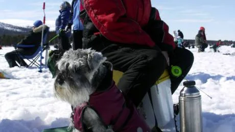 Dvärgschnauzern Daisy håller utkik medan matte Ros-Marie Karlsson pimplar.