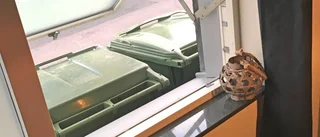 Stinkande sopkärl utanför fönstret