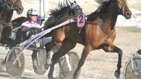 Petri Salmela-tränade Martin L. Sisu, körd av Örjan Kihlström avslutade V75-omgången på Umåker med att ta Peabtravets tredje V75-seger.