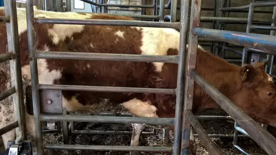 DÅLIGT SKICK. Veterinären som besiktade de 17 nötkreatur som gick till slakt torsdagen innan omhändertagande skulle ske skriver i ett protokoll att djuren var i dåligt skick. De var magra och hade ojämn, glanslös päls. Bilden är från länsstyrelsens kontroll i april.