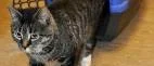 Herrelös katt söker ägare