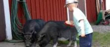 Festlig dag på Ponderosa