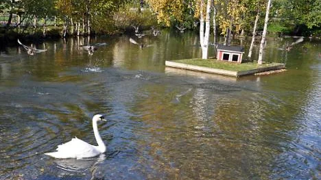 Svanarna i Svanparken i Gällivare flyttas till varma lokaler. Därmed kan Gällivares djurvänner andas ut efter rykten om avlivning.