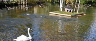 Besked till oroliga djurvänner: Svanarna flyttar in i varm lokal
