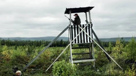 Nu ska det bli enklare att jaga älg, tror utredaren Maria Norrfalk som på onsdagen överlämnade Älgjaktsutredningen till jordbruksministern.FOTO: Pär Bäckström