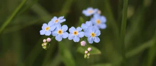 Blomma fem: Den glömmer man inte