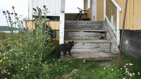 Katter smyger omkring på trappan till det fallfärdiga huset.         FOTO: Alexander Linder