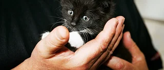 Kattungen Sopis har hittat hem